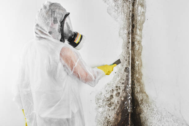 Best HVAC Mold Remediation in Pemberville, OH