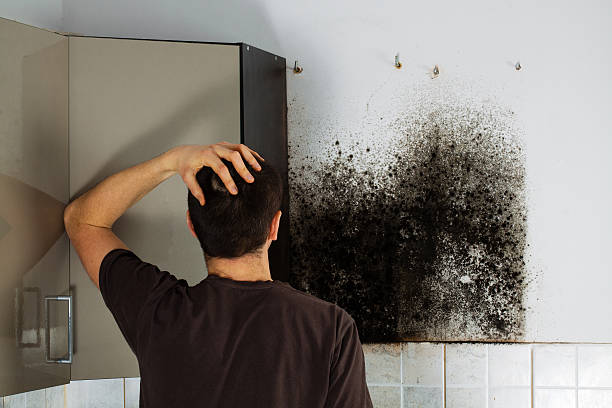 Best Industrial Mold Remediation in Pemberville, OH