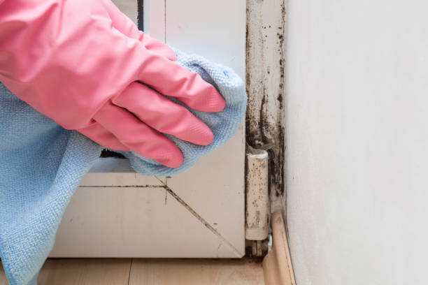 Best Mold Remediation for Specific Building Types in Pemberville, OH