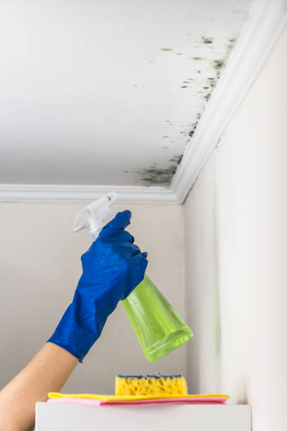 Best DIY Mold Remediation Support Services in Pemberville, OH